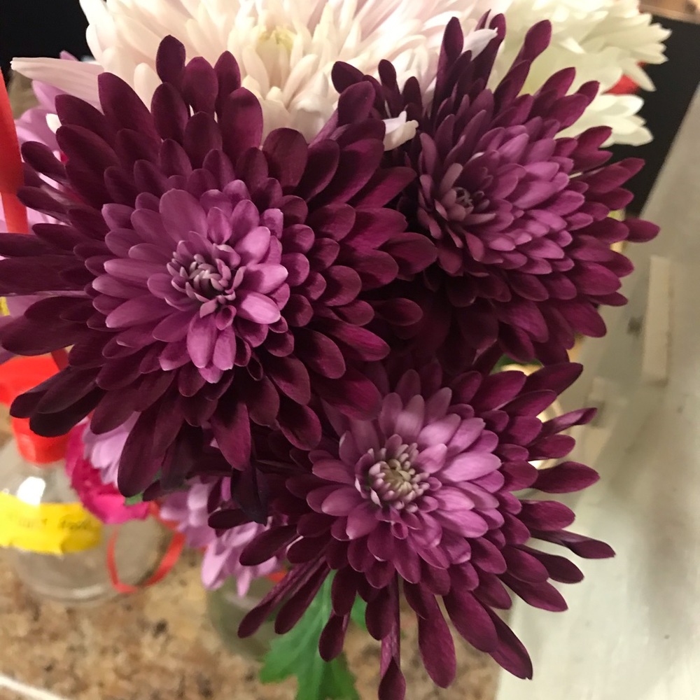 Meet your Posher, Abrianna